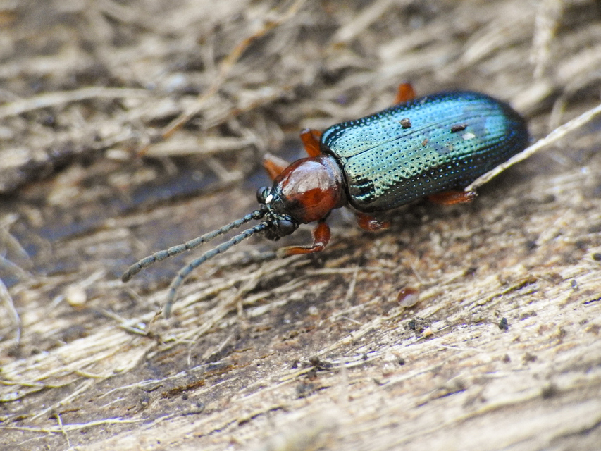 Oulema melanopus/duftschmidi