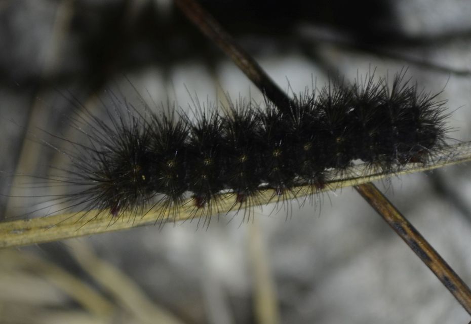 Arctia villica - fekete medvelepke