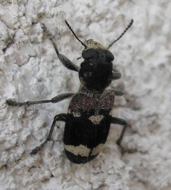 Clerus mutillarius - feketenyakú szúfarkas