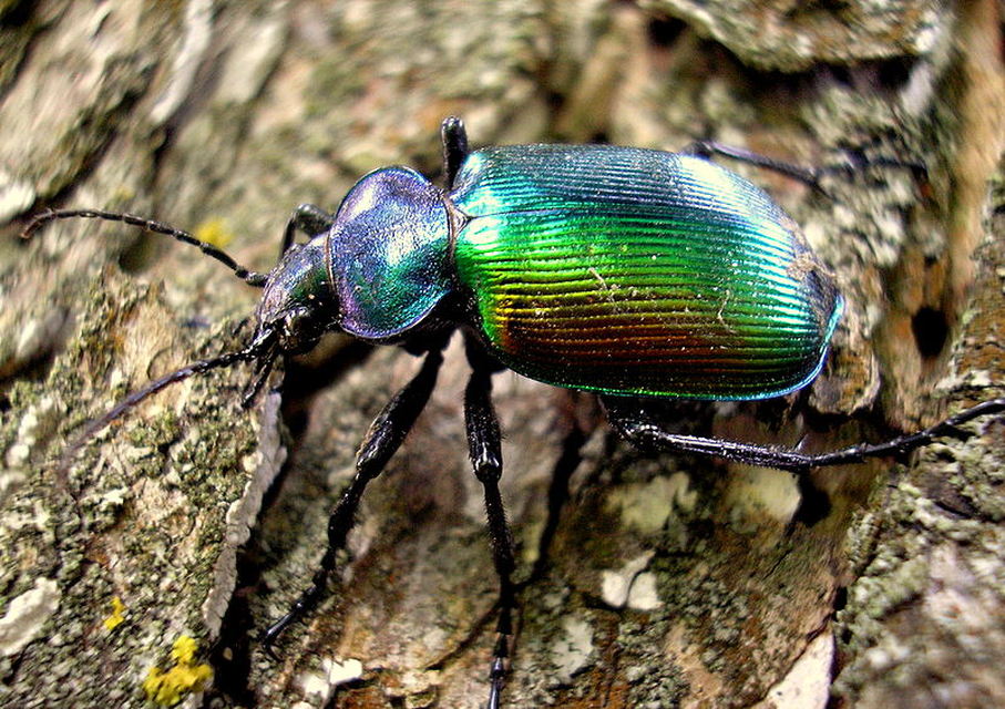 Calosoma sycophanta - aranyos bábrabló