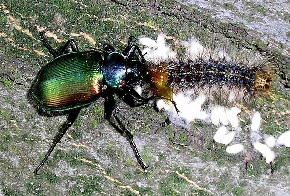 Calosoma sycophanta - aranyos bábrabló