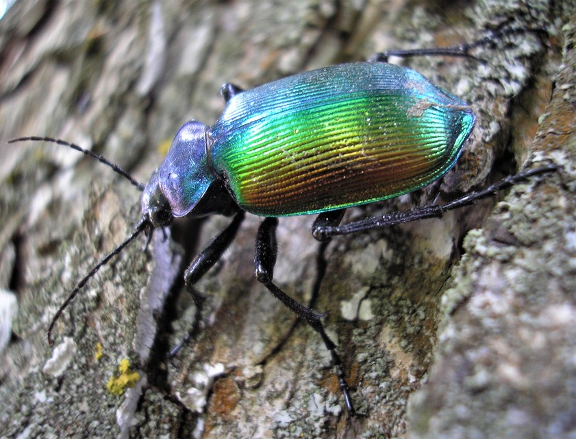 Calosoma sycophanta - aranyos bábrabló