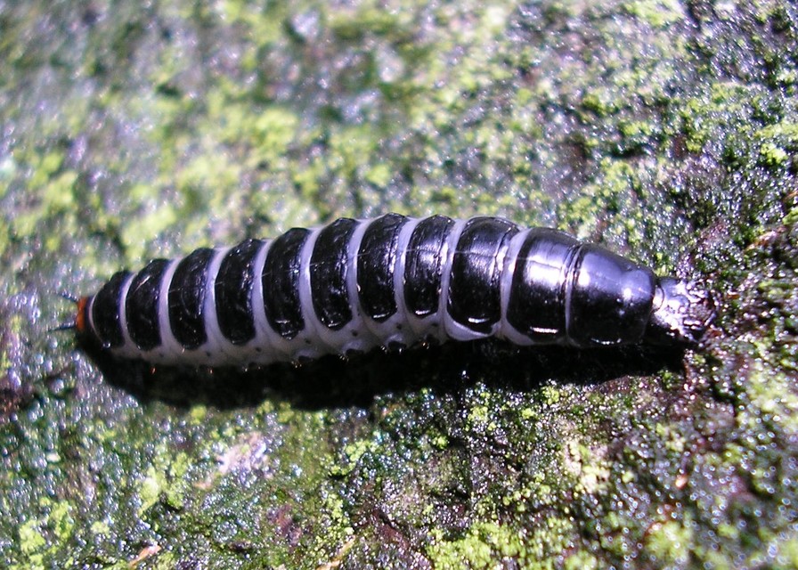 Calosoma sycophanta - aranyos bábrabló