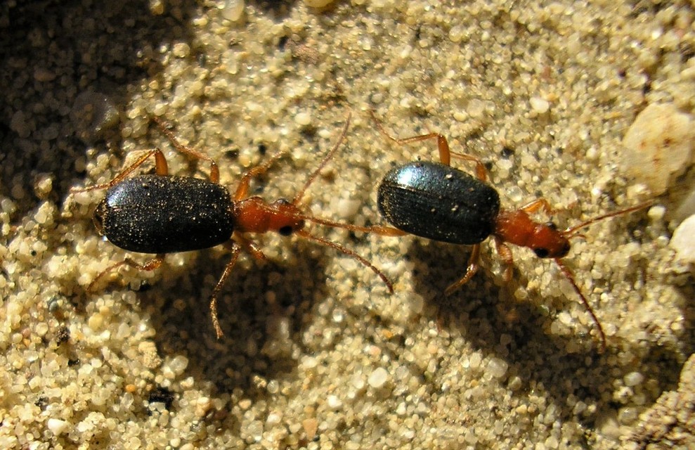 Brachinus explodens - kis pöfögőfutó