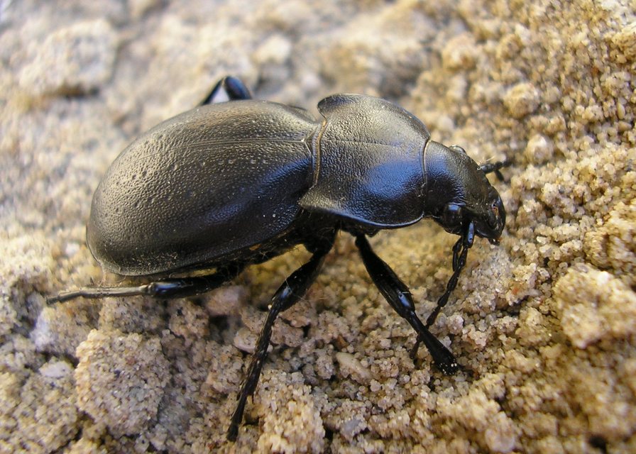 Carabus hungaricus - magyar futrinka