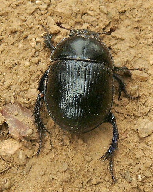 Anoplotrupes stercorosus - erdei álganéjtúró