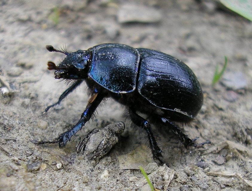 Anoplotrupes stercorosus - erdei álganéjtúró