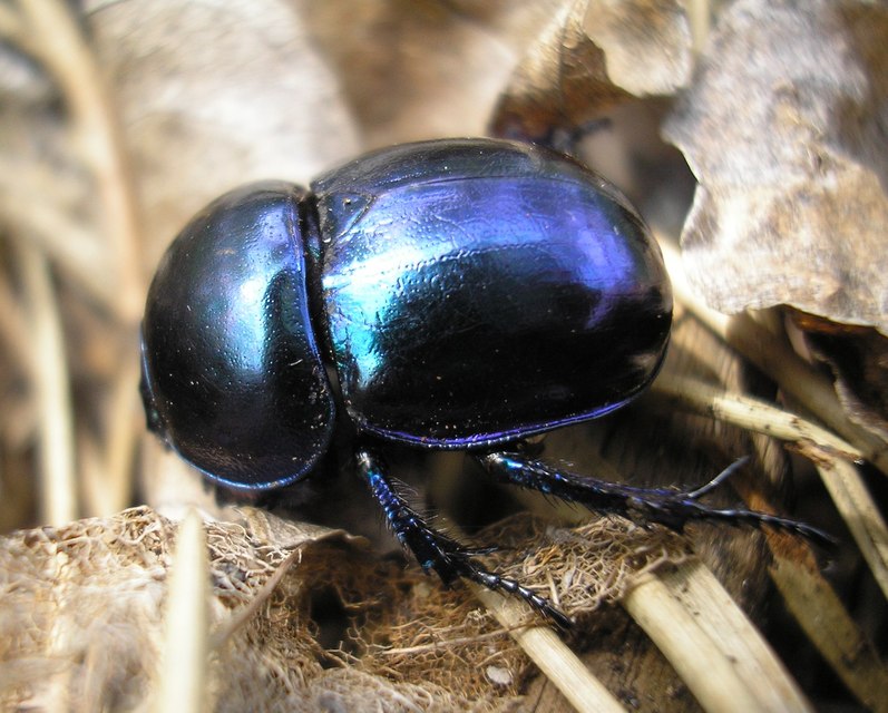 Trypocopris vernalis - tavaszi álganéjtúró