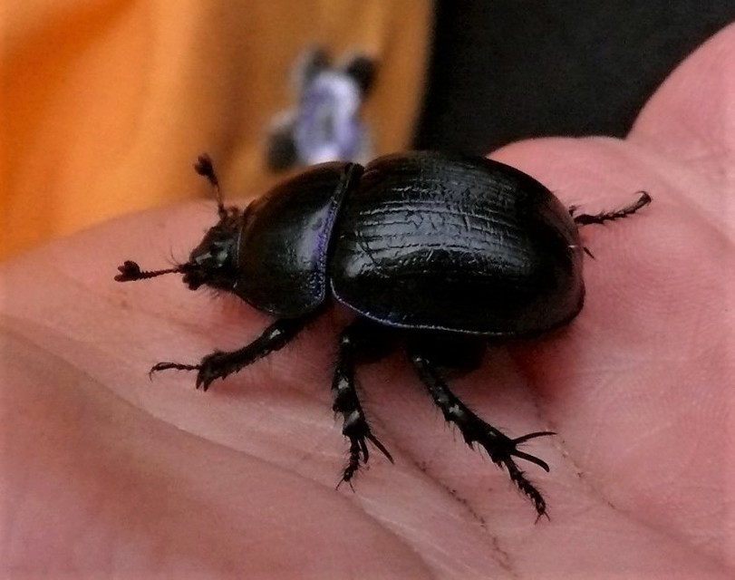 Anoplotrupes stercorosus - erdei álganéjtúró