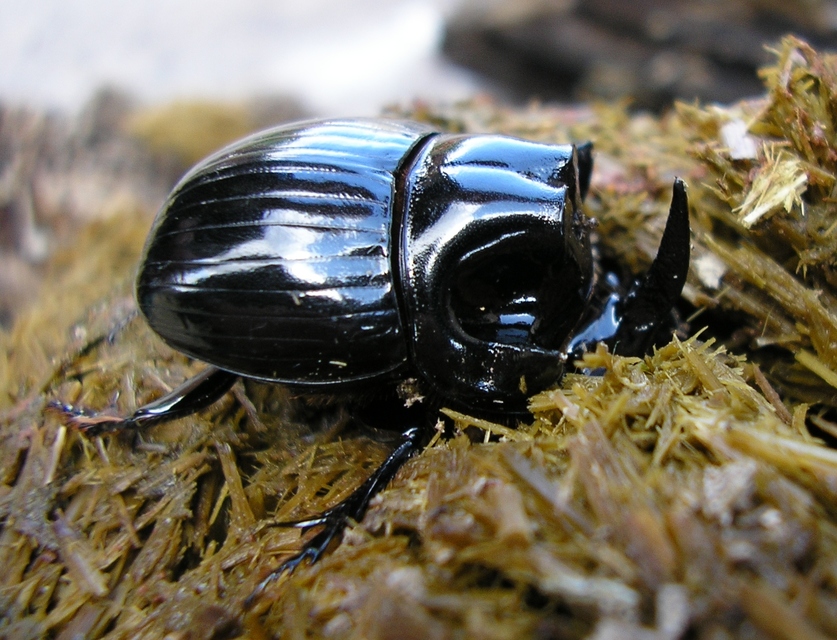 Copris lunaris - közönséges holdszarvú-ganéjtúró