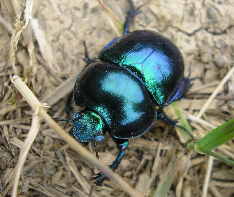 Trypocopris vernalis - tavaszi álganéjtúró