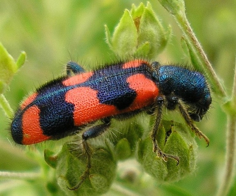 Trichodes favarius - hatfoltos méhészbogár
