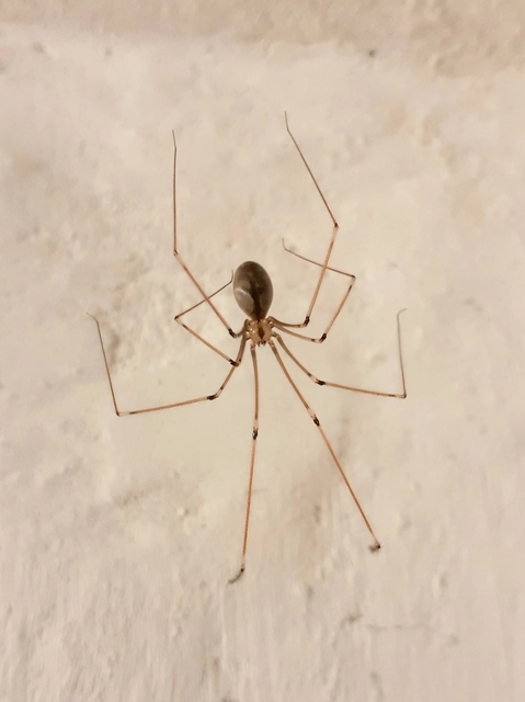 Pholcus phalangioides - nagy álkaszáspók