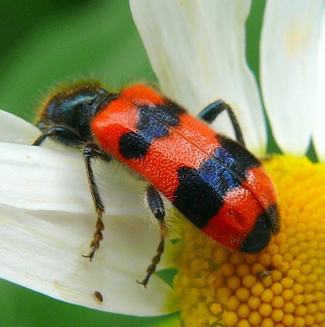 Trichodes apiarius - szalagos méhészbogár