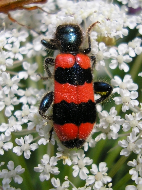 Trichodes apiarius - szalagos méhészbogár