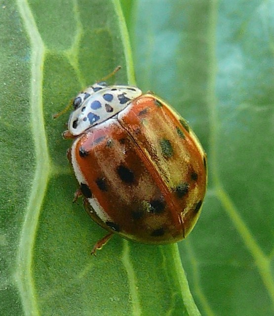 Harmonia quadripunctata - négypettyes katica