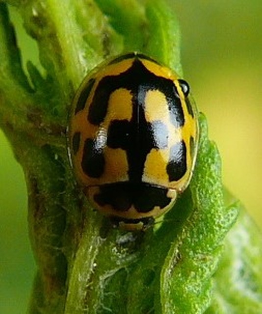 Propylea quatuordecimpunctata - tizennégypettyes füsskata