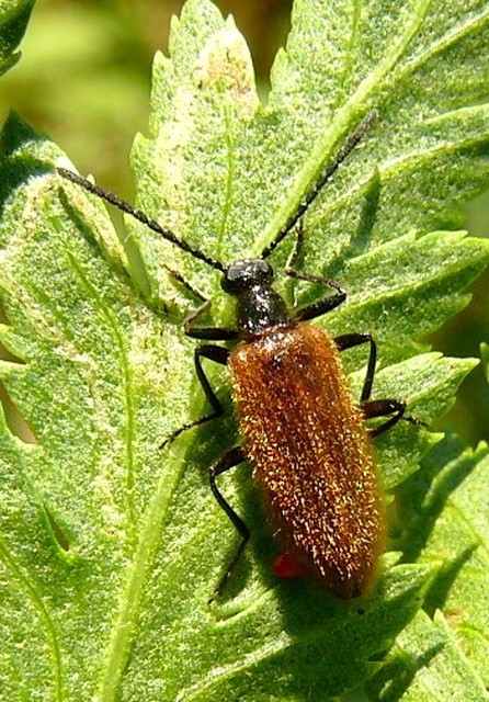 Lagria