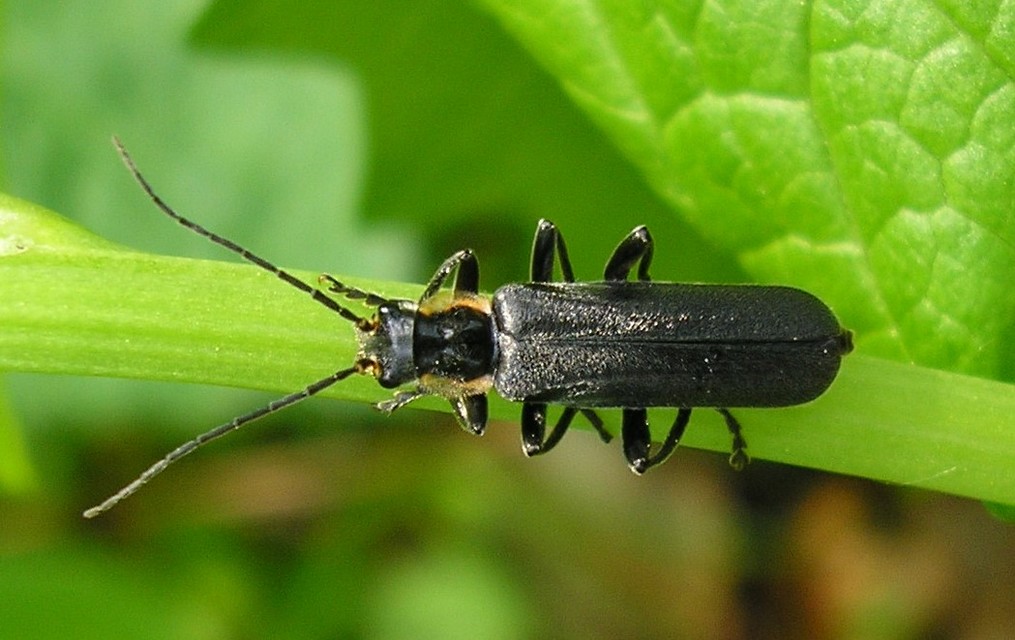 Cantharis paradoxa