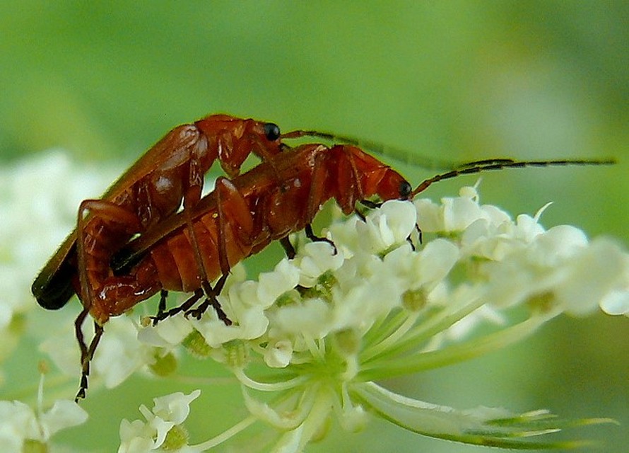 Rhagonycha fulva - feketevégű lágybogár