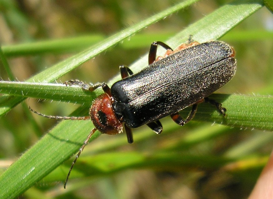 Cantharis rustica - suszterbogár