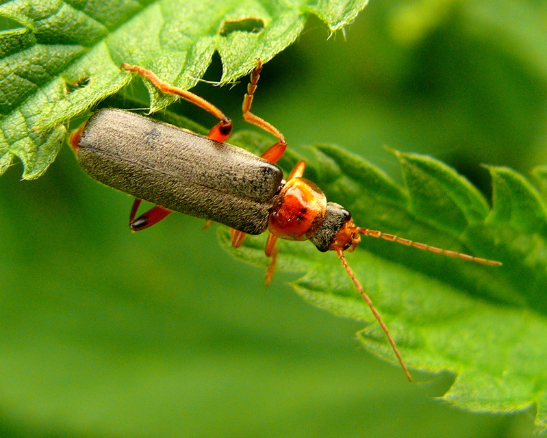 Cantharis nigricans - feketéllő lágybogár