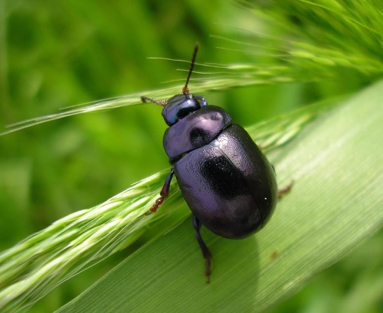Chrysolina sturmi - vöröslábú levelész