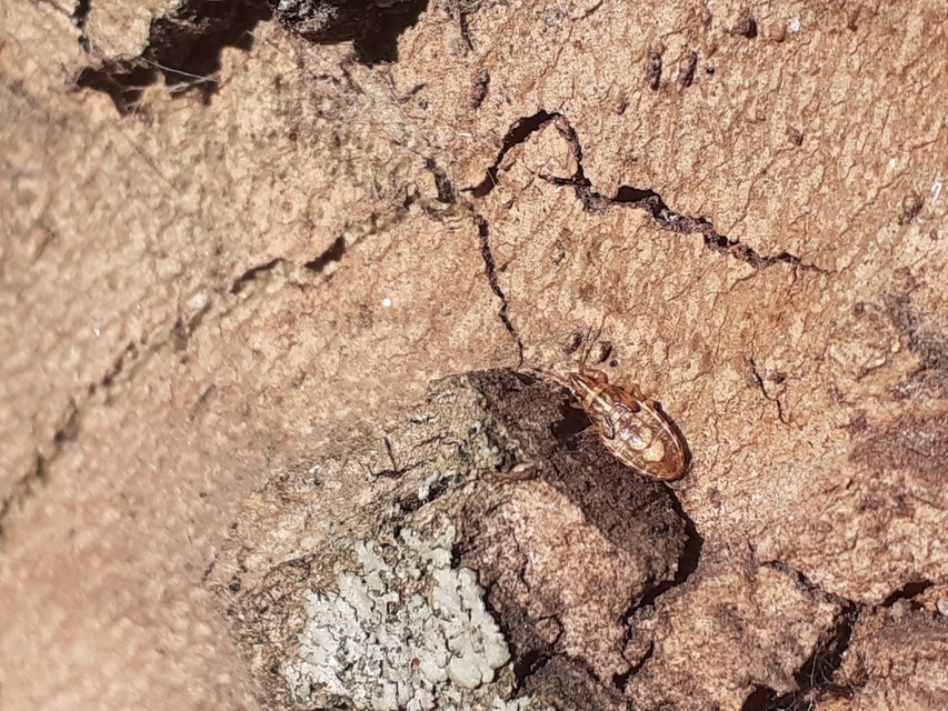 Belonochilus numenius - amerikai platánbodobács