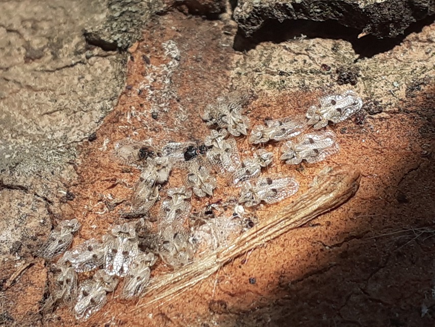 Corythucha ciliata - platán-csipkéspoloska