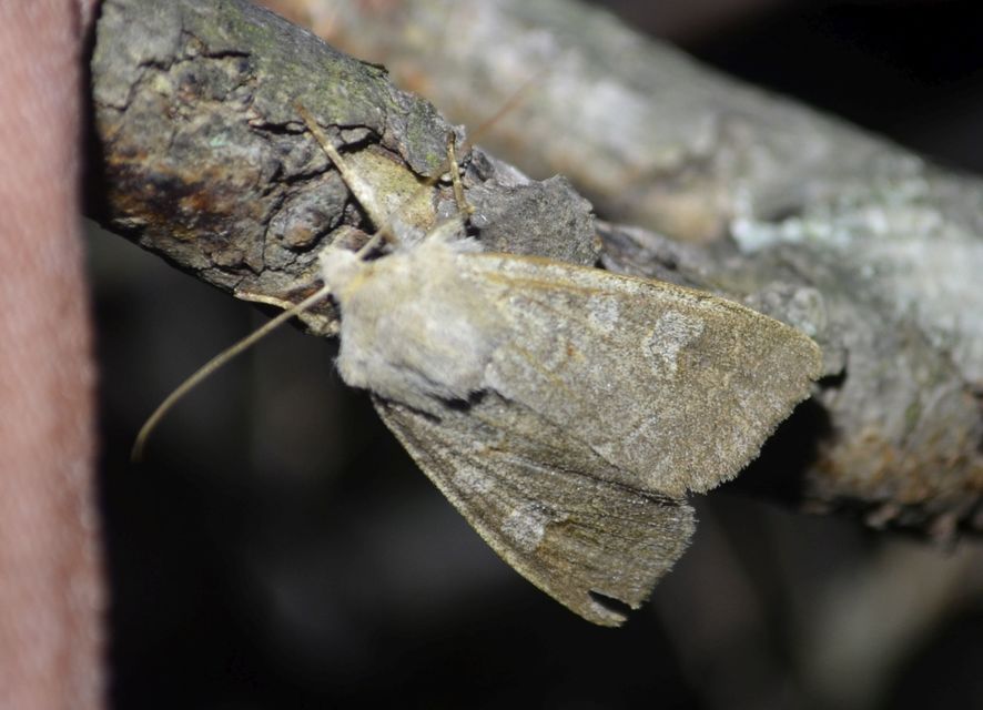 Ammoconia caecimacula - szürke őszibagoly
