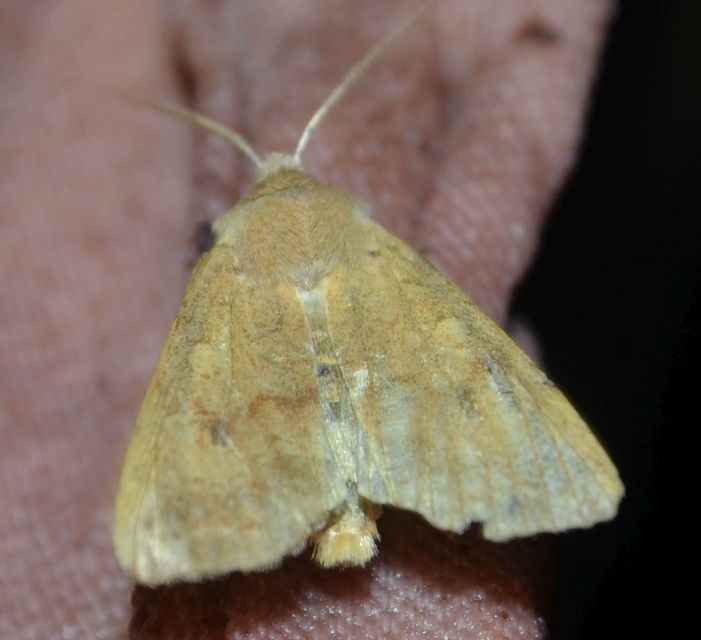 Sunira circellaris - okkersárga őszibagoly Sunira circellaris - okkersárga őszibagoly