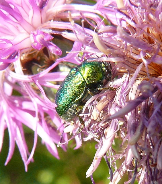 Cryptocephalus sericeus - nagy fészkesbogár