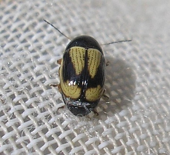 Cryptocephalus connexus - sávos zömökbogár