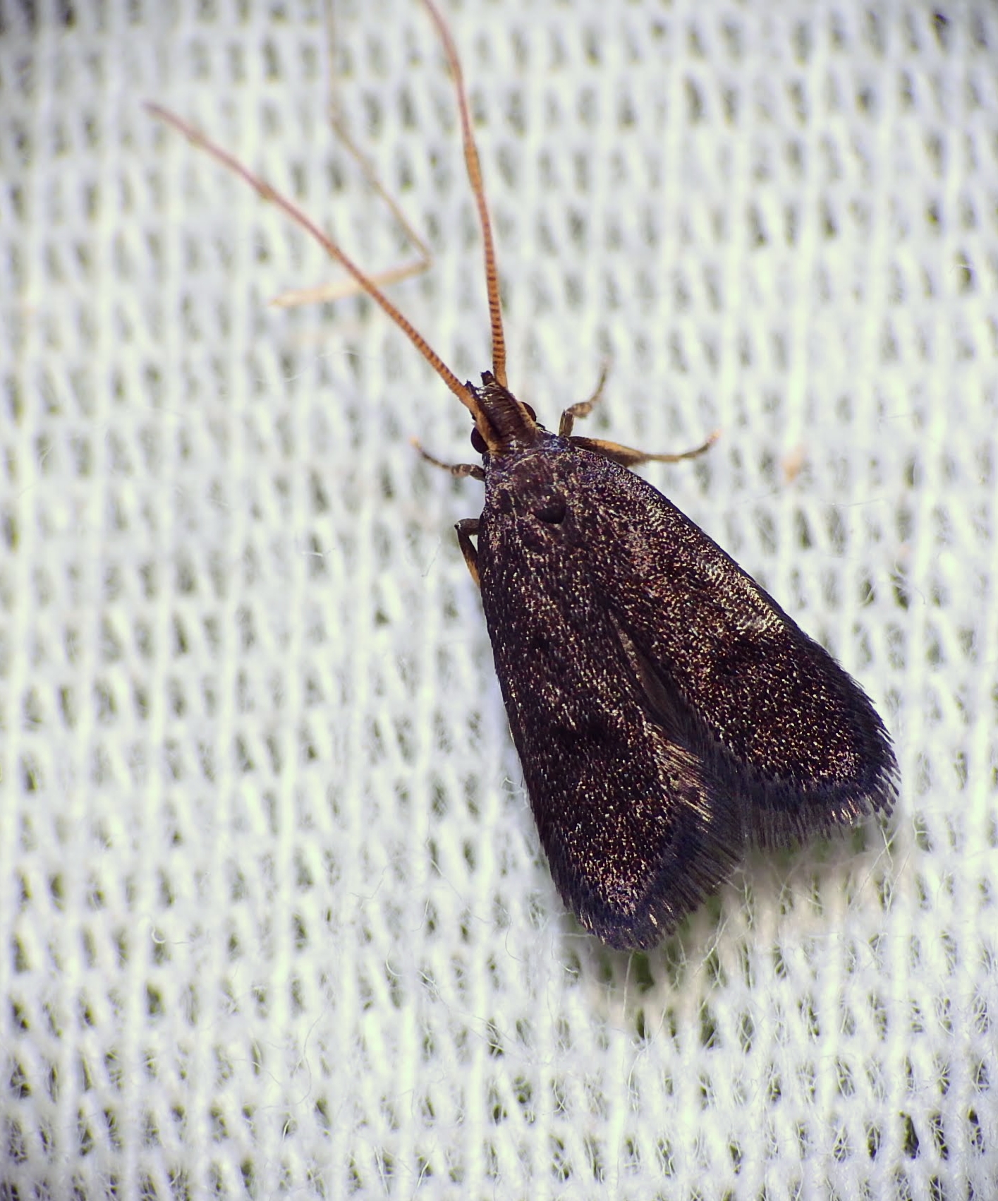 Lecithocera nigrana - kis hindumoly