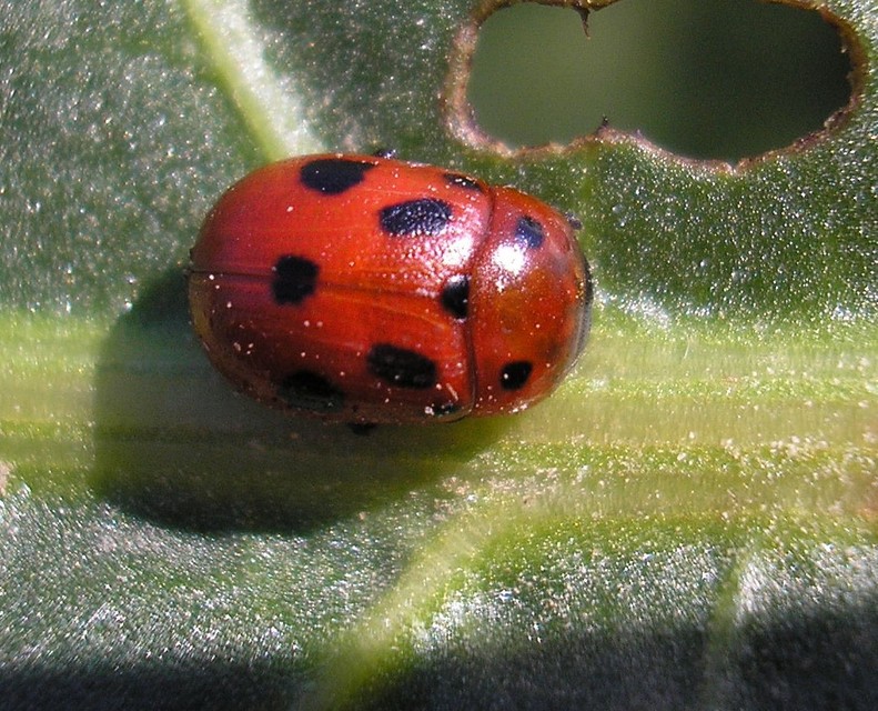 Gonioctena fornicata - közönséges lucernabogár
