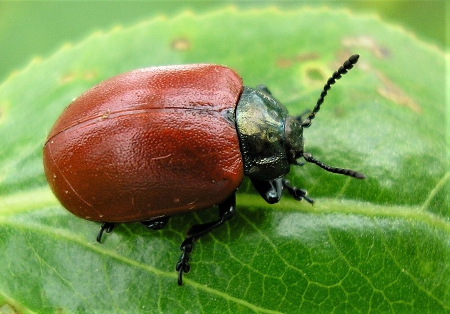 Chrysomela populi - nagy nyárlevelész
