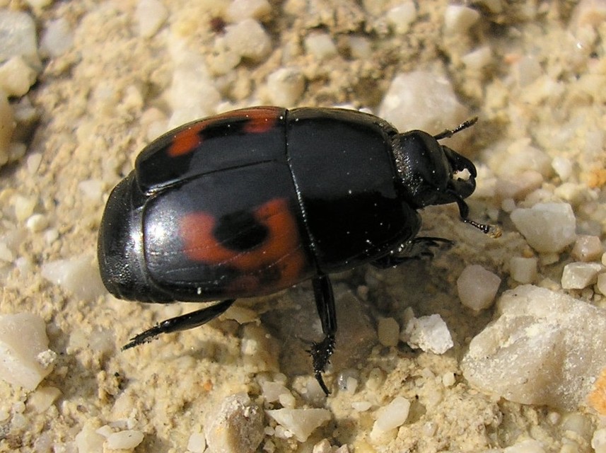 Hister quadrimaculatus - közönséges sutabogár