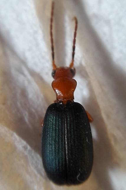 Brachinus crepitans - nagy pöfögőfutrinka