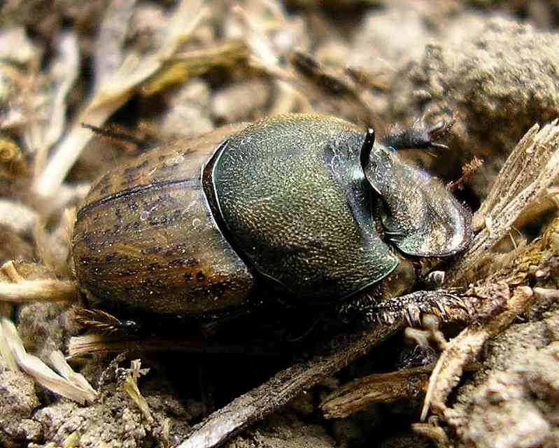Onthophagus vacca - zöldes trágyatúró