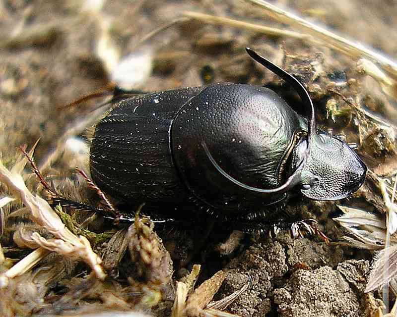 Onthophagus illyricus - tülkös trágyatúró