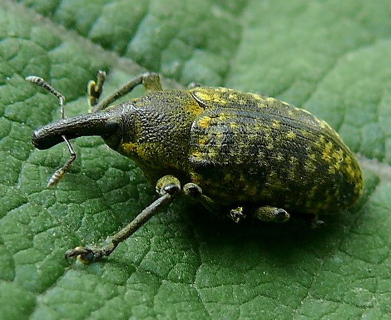 Larinus sturnus - aszat-púderbarkó