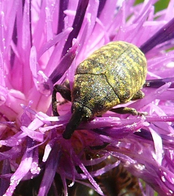 Larinus sturnus - aszat-púderbarkó