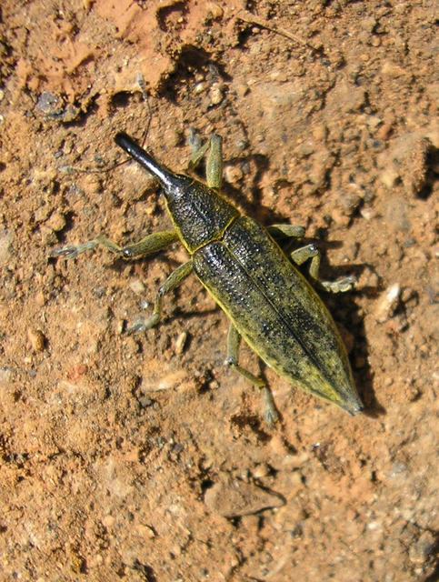 Lixus iridis - bürökfúró dudvabarkó