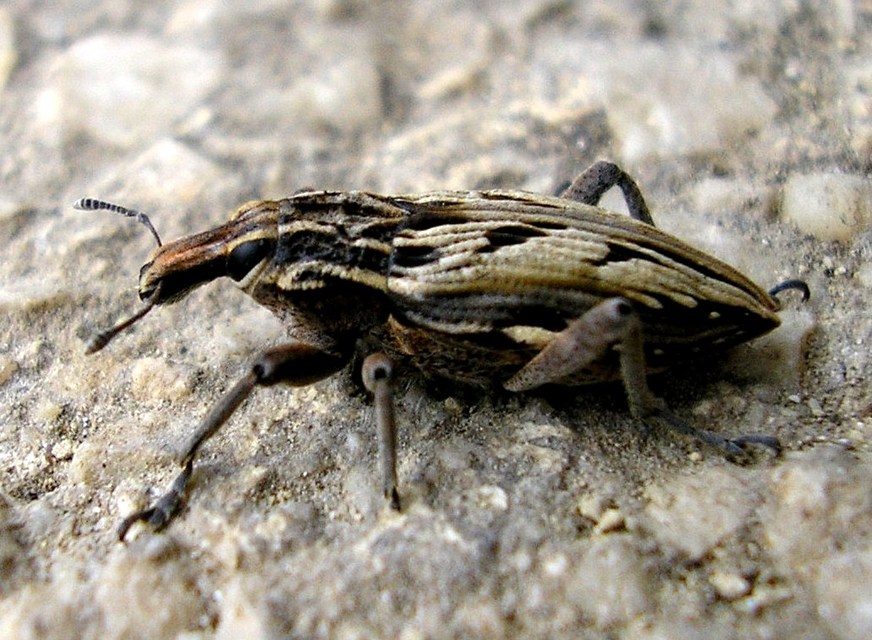 Coniocleonus nigrosuturatus - nyíljegyes barkó