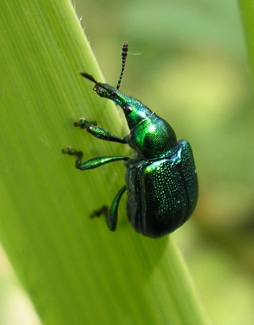 Byctiscus betulae - szőlő-levélsodró