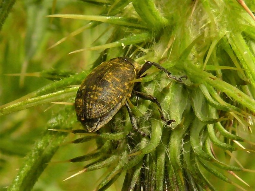 Larinus
