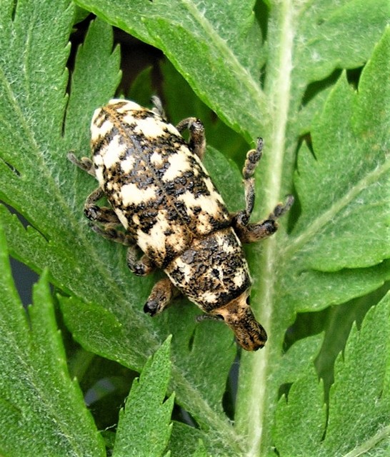 Cyphocleonus dealbatus - márványos barkó