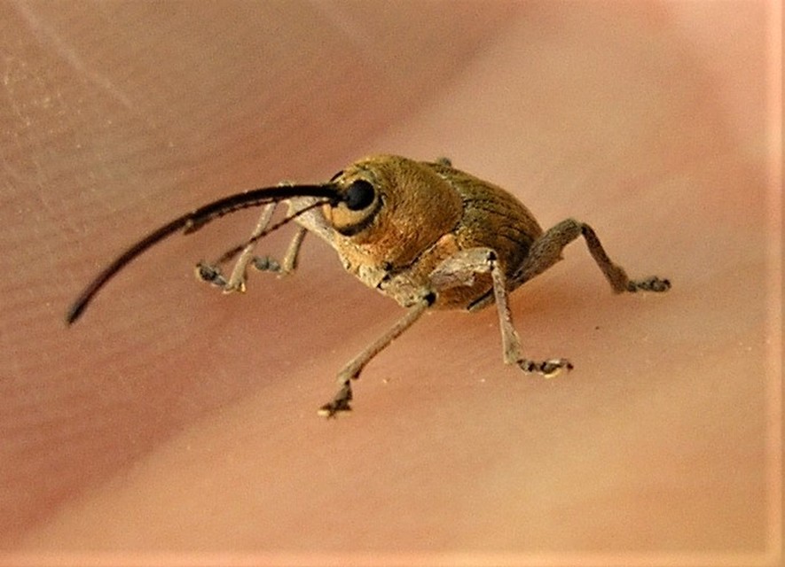 Curculio glandium - tölgymakkzsuzsóka
