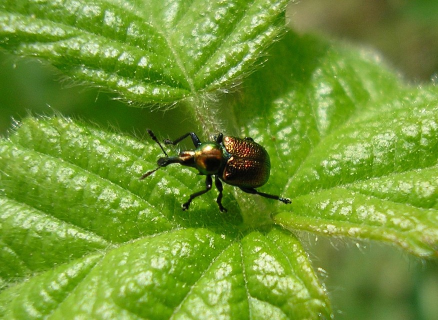 Byctiscus populi - nyárfa-levélsodró
