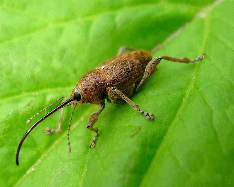 Curculio glandium - tölgymakkzsuzsóka